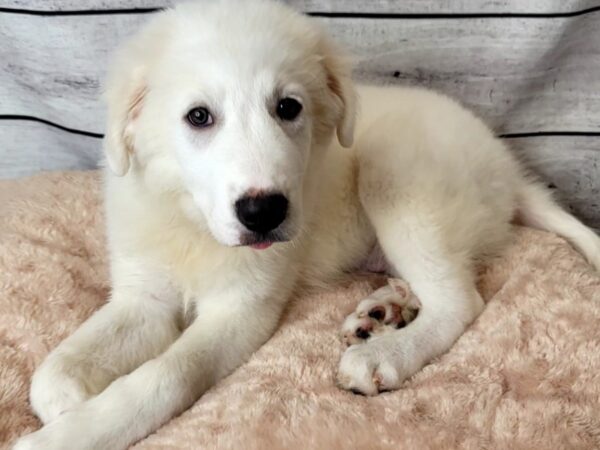 Great Pyrenees/Border Collie DOG Male White 6634 Petland Ashland, Kentucky