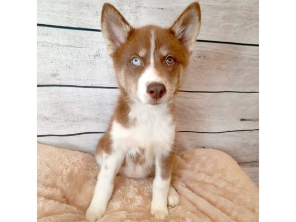 Siberian Husky DOG Female Red / White 6670 Petland Ashland, Kentucky