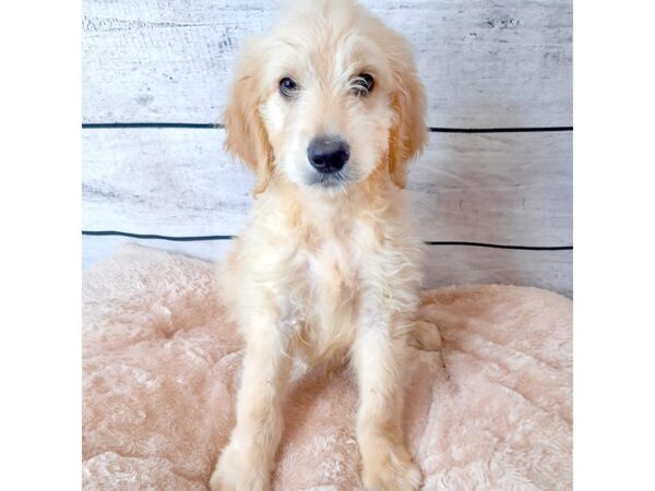 Goldendoodle DOG Male Light Golden 6668 Petland Ashland, Kentucky