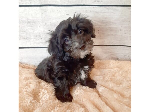 Yorkiepoo-DOG-Female-Black-6664-Petland Ashland, Kentucky