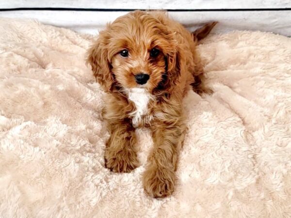 Cavapoo DOG Female Red 6654 Petland Ashland, Kentucky