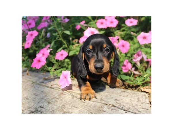 Dachshund DOG Female Black / Tan 6673 Petland Ashland, Kentucky