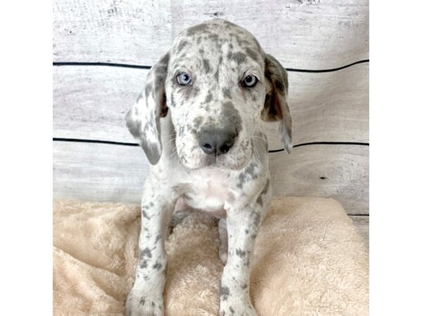 Great Dane DOG Female Harlequin 6675 Petland Ashland, Kentucky