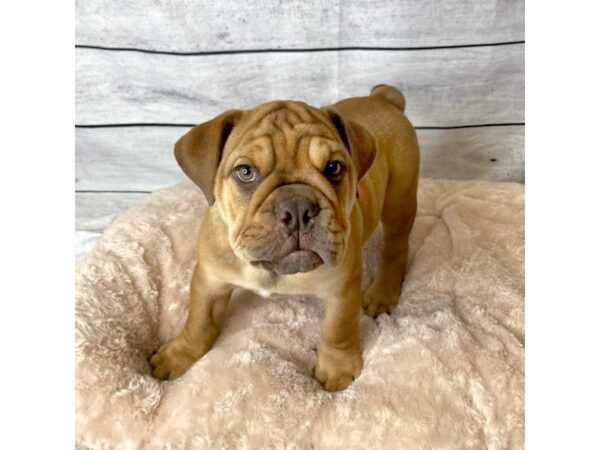 English Bulldog DOG Male Chocolate White Tan 6674 Petland Ashland, Kentucky