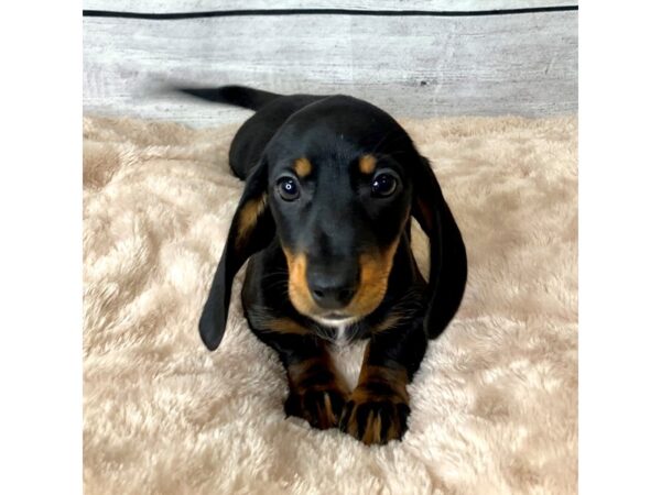 Dachshund DOG Female Black / Tan 6667 Petland Ashland, Kentucky