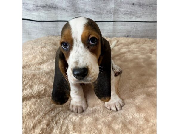 Basset Hound DOG Female Black Tan / White 6665 Petland Ashland, Kentucky