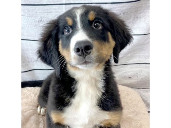 Bernese Mountain Dog-DOG-Male-Tri-Colored-6671-Petland Ashland, Kentucky