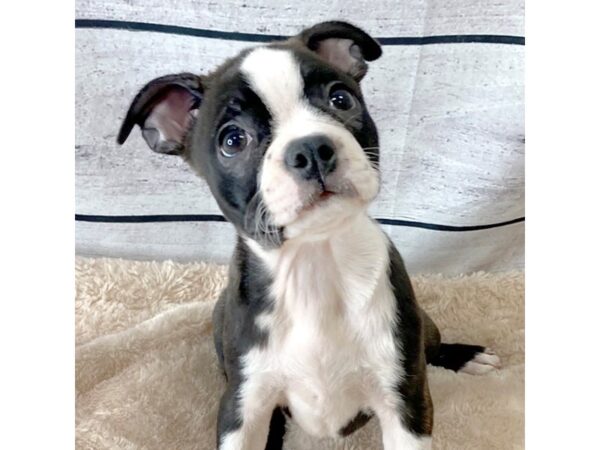 Boston Terrier DOG Female Brindle / White 6672 Petland Ashland, Kentucky