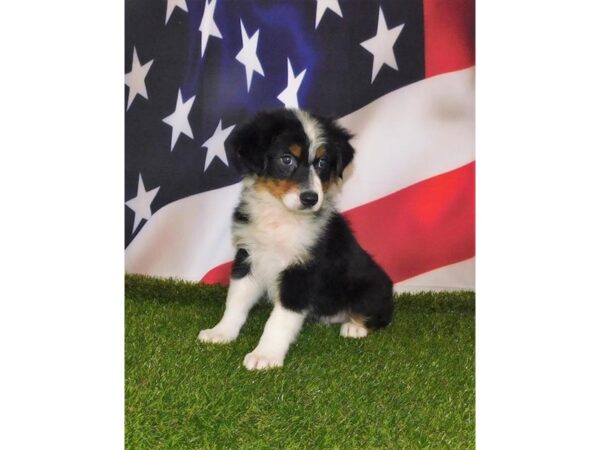 Australian Shepherd DOG Male Black White / Tan 6679 Petland Ashland, Kentucky