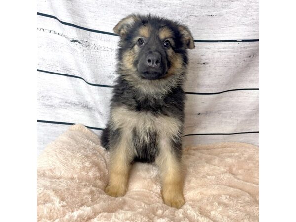 German Shepherd DOG Female Black/Tan 6687 Petland Ashland, Kentucky