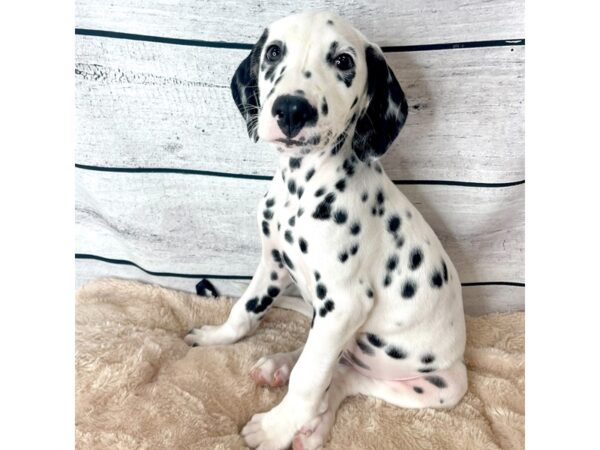 Dalmatian DOG Male White / Black 6686 Petland Ashland, Kentucky