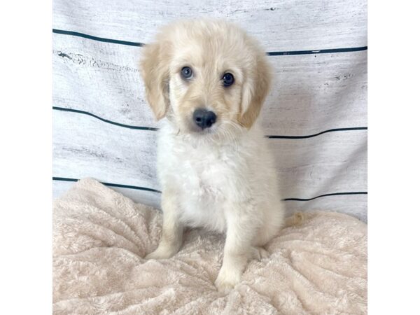 Goldendoodle DOG Male Cream 6683 Petland Ashland, Kentucky