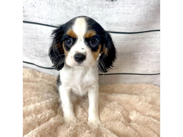 Cavalier King Charles Spaniel DOG Female Black Tan / White 6682 Petland Ashland, Kentucky