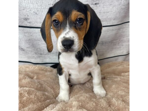 Beagle DOG Male Black Tan / White 6681 Petland Ashland, Kentucky