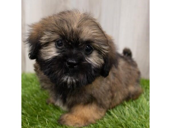 Teddy Bear DOG Female Golden 6689 Petland Ashland, Kentucky