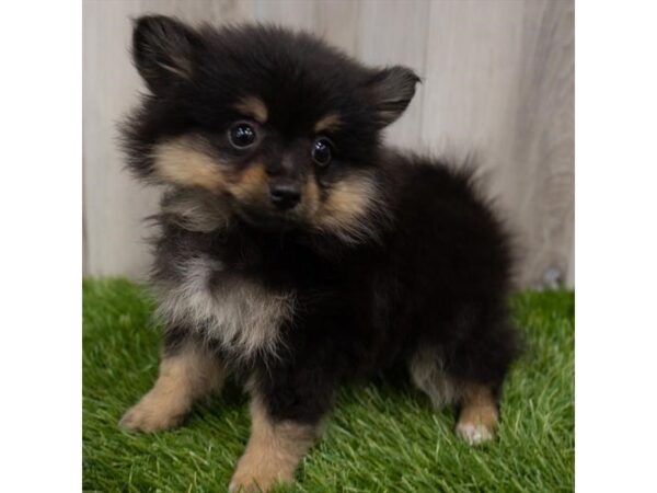 Pomeranian DOG Female Black / Tan 6692 Petland Ashland, Kentucky