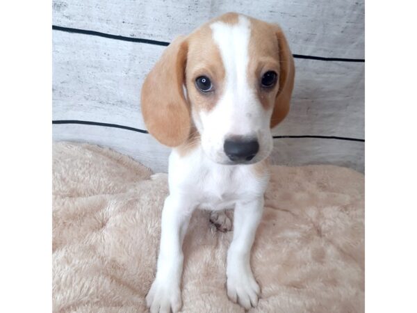 Beagle DOG Male Lemon / White 6696 Petland Ashland, Kentucky