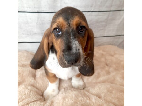 Basset Hound-DOG-Female-Black / Tan-6695-Petland Ashland, Kentucky