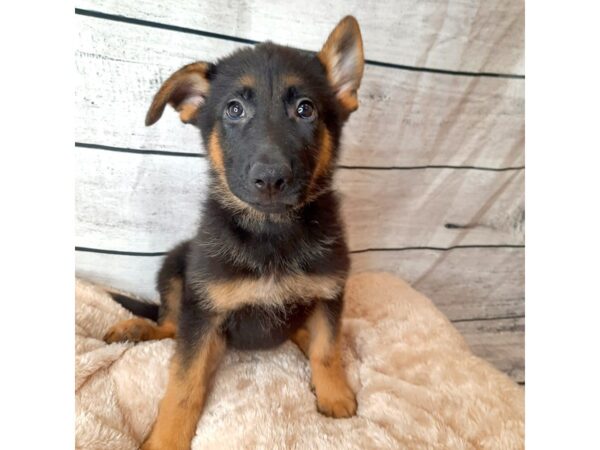 German Shepherd Dog DOG Female Black / Tan 6694 Petland Ashland, Kentucky