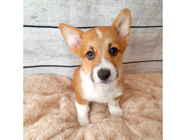 Pembroke Welsh Corgi DOG Female Red 6691 Petland Ashland, Kentucky