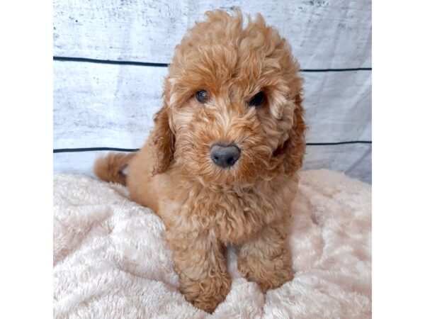 Goldendoodle Mini 2nd Gen DOG Female Golden 6690 Petland Ashland, Kentucky