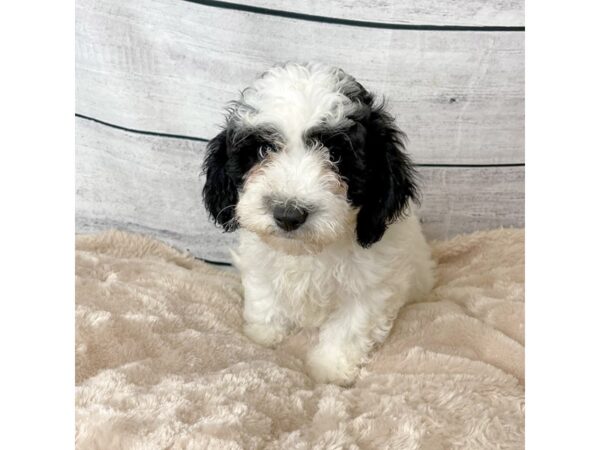 Lhasapoo DOG Male BLK WH 6708 Petland Ashland, Kentucky