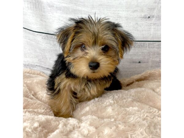 Yorkshire Terrier DOG Male Black / Tan 6707 Petland Ashland, Kentucky