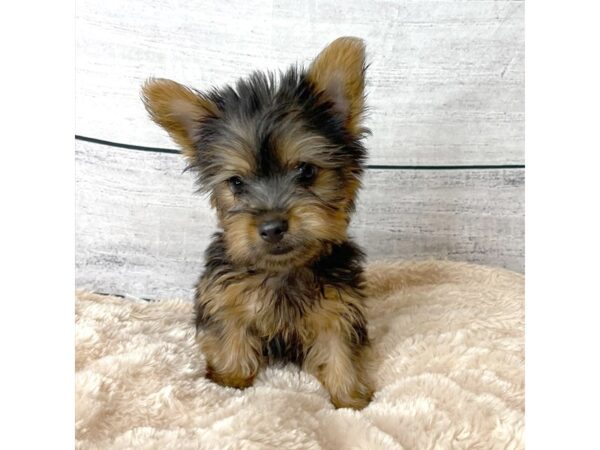 Silky Terrier DOG Male Black / Tan 6706 Petland Ashland, Kentucky