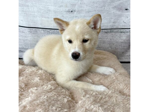 Shiba Inu DOG Female Cream 6704 Petland Ashland, Kentucky