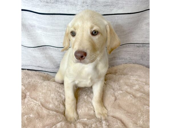 Labrador Retriever DOG Female Yellow 6703 Petland Ashland, Kentucky