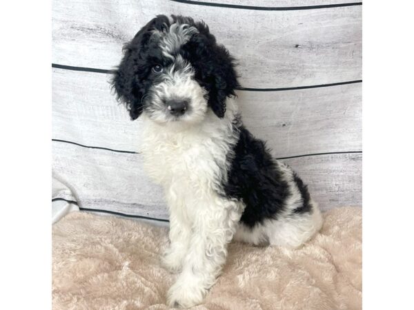 Sheepadoodle DOG Male Black / White 6702 Petland Ashland, Kentucky