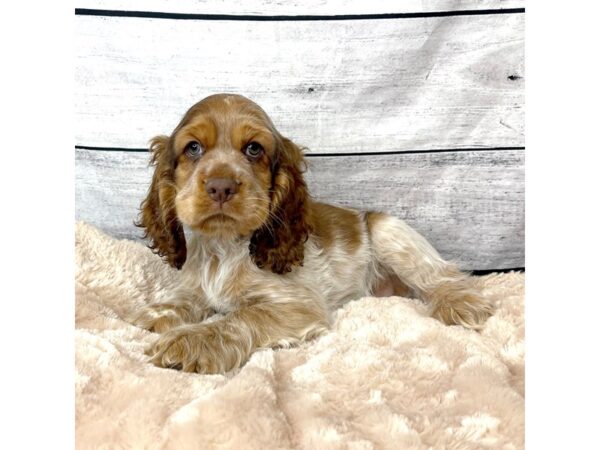 Cocker Spaniel DOG Male Red 6700 Petland Ashland, Kentucky