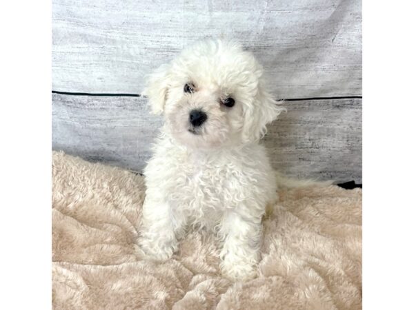 Bichon Frise DOG Male White 6699 Petland Ashland, Kentucky