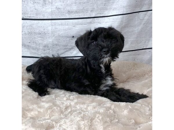 Miniature Schnauzer DOG Male Black 6684 Petland Ashland, Kentucky