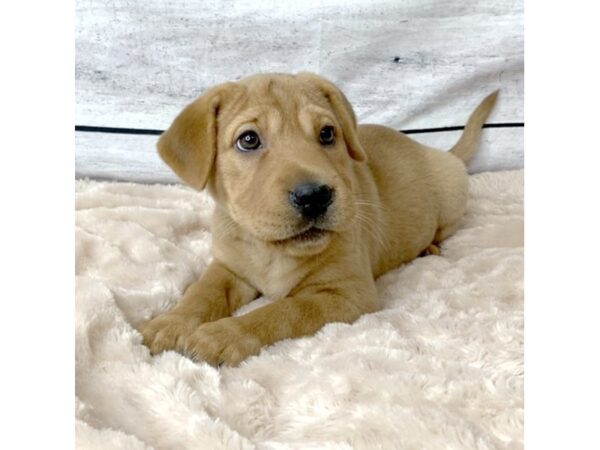 Beagle/Shar Pei DOG Female Red 6678 Petland Ashland, Kentucky