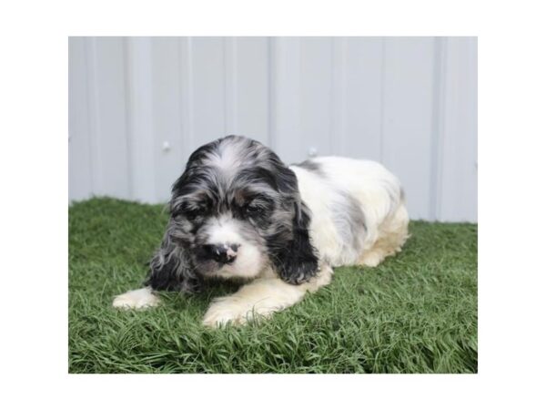 Cocker Spaniel DOG Female Blue Merle 6715 Petland Ashland, Kentucky