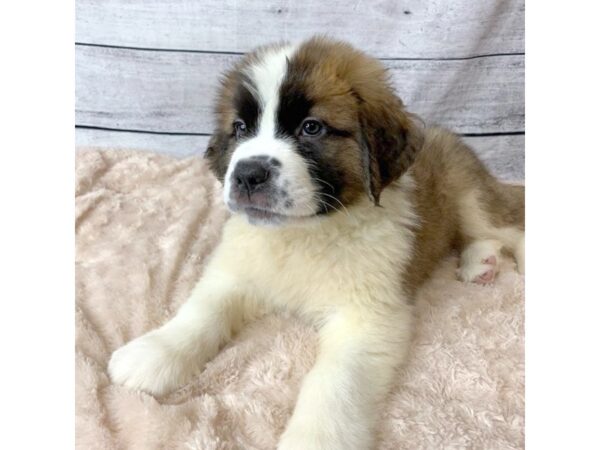 Saint Bernard DOG Male Brown / White 6716 Petland Ashland, Kentucky