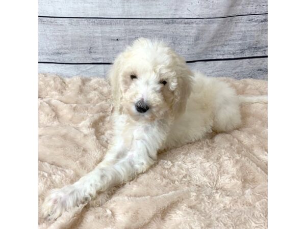 Labradoodle DOG Female Cream & White 6719 Petland Ashland, Kentucky