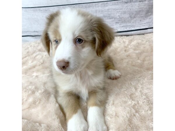 Mini Aussie DOG Male RED MERLE 6720 Petland Ashland, Kentucky