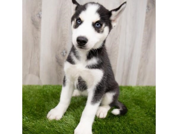 Siberian Husky DOG Male Black / White 6726 Petland Ashland, Kentucky