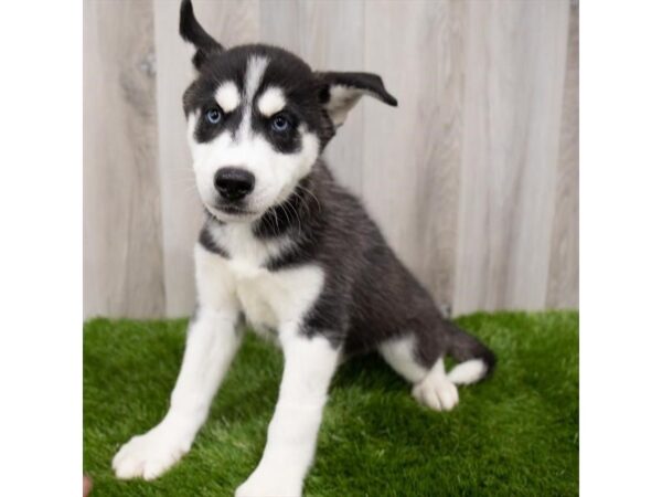 Siberian Husky DOG Male Black / White 6727 Petland Ashland, Kentucky