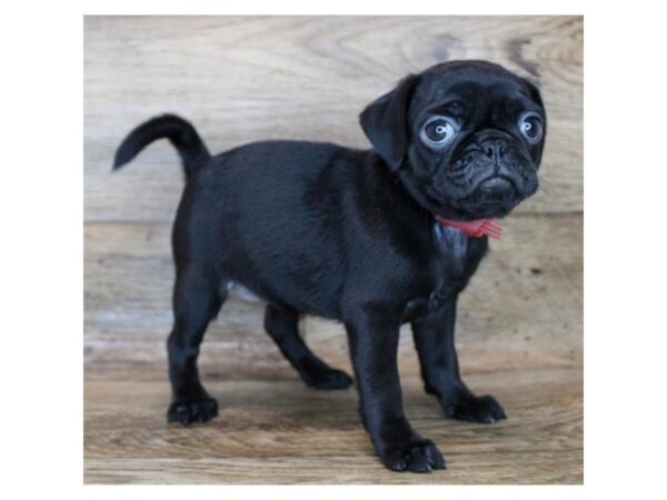 Pug DOG Female Black 6731 Petland Ashland, Kentucky