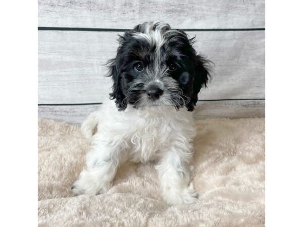 Cock A Poo DOG Female Black / White 6723 Petland Ashland, Kentucky