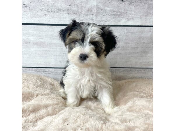 Morkie DOG Male Black White / Tan 6728 Petland Ashland, Kentucky