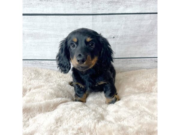 Dachshund DOG Male Black / Tan 6729 Petland Ashland, Kentucky