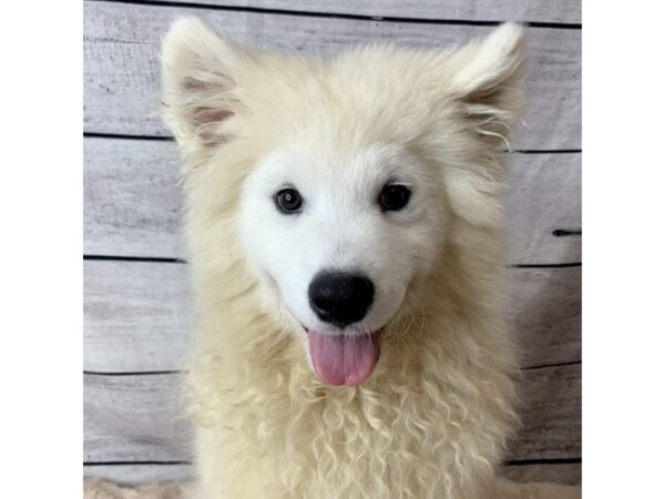 Samoyed DOG Male White 6717 Petland Ashland, Kentucky