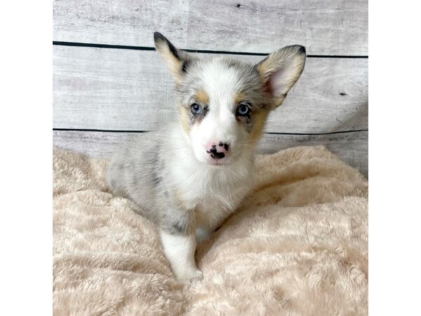 Auggie DOG Male Blue Merle 6734 Petland Ashland, Kentucky