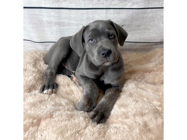 Cane Corso-DOG-Male-Grey-6733-Petland Ashland, Kentucky