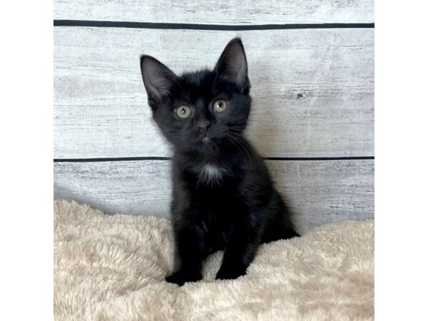 Domestic Short Hair CAT Male Black 6710 Petland Ashland, Kentucky