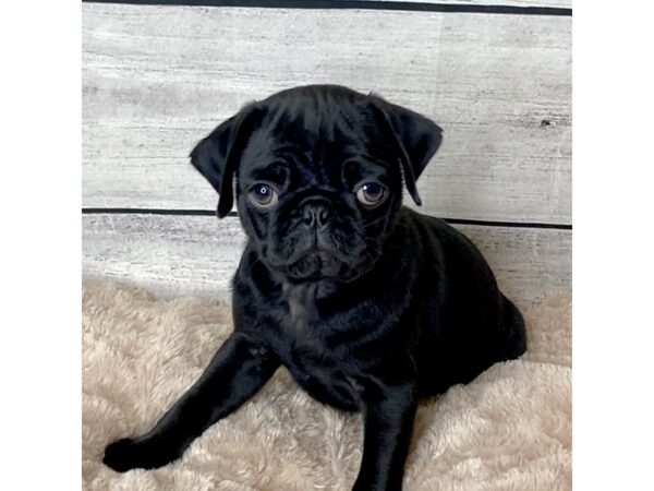 Pug DOG Male BLACK 6721 Petland Ashland, Kentucky